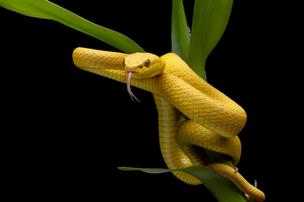 A víbora de lábios brancos amarelos (trimeresurus insularis) fechada em galho com fundo preto