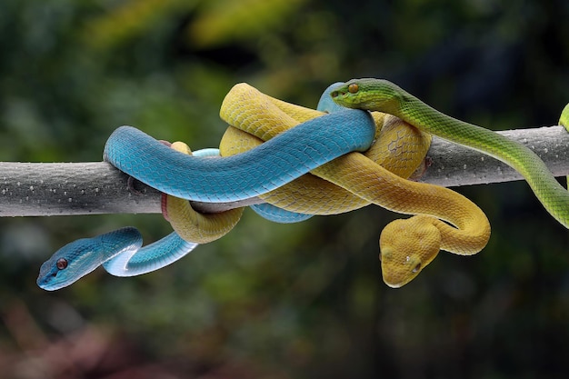 A víbora de lábios brancos amarelos (Trimeresurus insularis), Trimeresurus albolabris e azul Insular