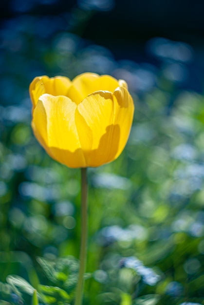 A visão aproximada de uma única tulipa amarela, brilhando sobre um fundo desfocado verde e azul natural