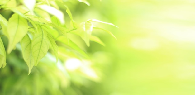A visão da natureza da folha verde no fundo verde borrado no parque com área de espaço de cópia colocada para o texto usando como plano de fundo verde natural