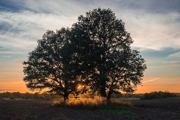 Foto a visão do pôr do sol através das árvores no campo