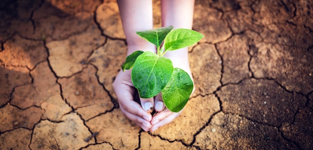 A visão superior da mão da criança está segurando uma árvore Salvando o meio ambiente e o aquecimento global