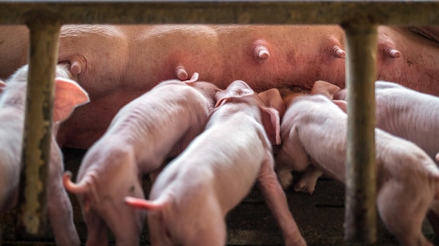 A visão superior de Muitos leitões recém-nascidos estão dormindo no leite da mãe Mamãe porco alimentando bebê porco