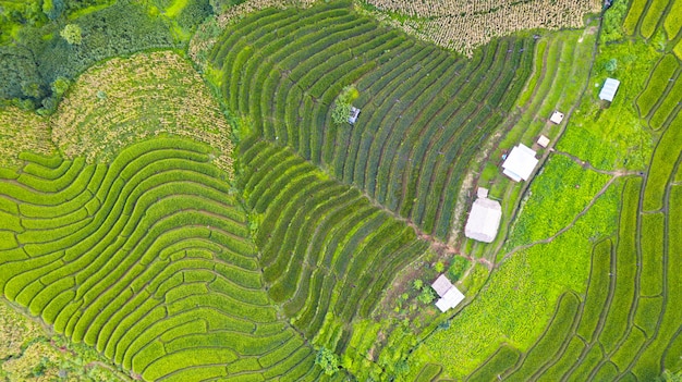 A vista aérea dos campos verdes do arroz com terraço ajardina o teste padrão diferente na manhã no norte da Tailândia