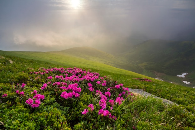 A vista bonita da rua cor-de-rosa da rua do rododendro floresce florescendo na encosta de montanha com colinas nevoentas com grama verde e remendos da neve no vale na distância. Problemas de ecologia e beleza do conceito de natureza.