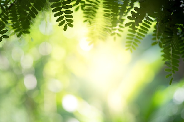A vista bonita do close up da folha verde da natureza nas hortaliças borrou o fundo com espaço da luz solar e da cópia. é usado para o fundo de verão ecologia natural e o conceito de papel de parede fresco.