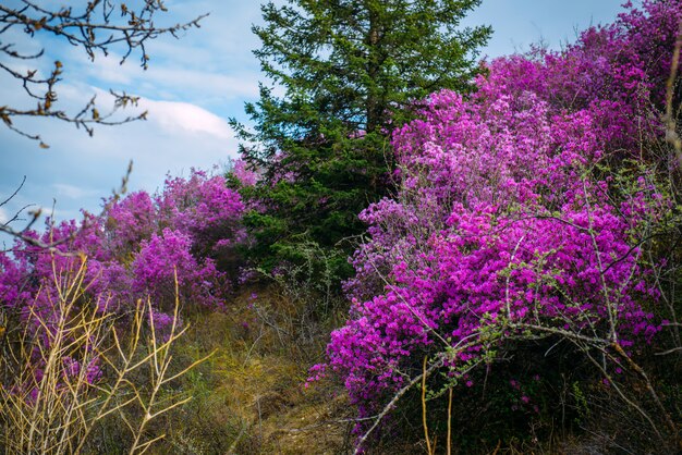 A vista bonita do rododendro cor-de-rosa floresce na encosta de montanha com árvores verdes e o céu nebuloso azul. Beleza do conceito de natureza.