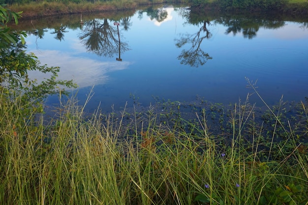 a vista das árvores e do céu que projeta sombras na água