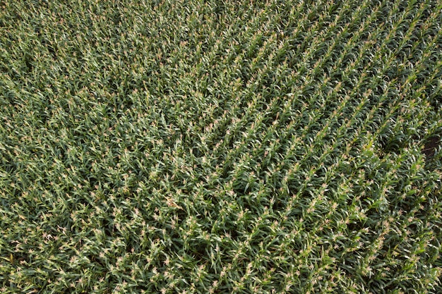 A vista do alto em um campo verde de milho