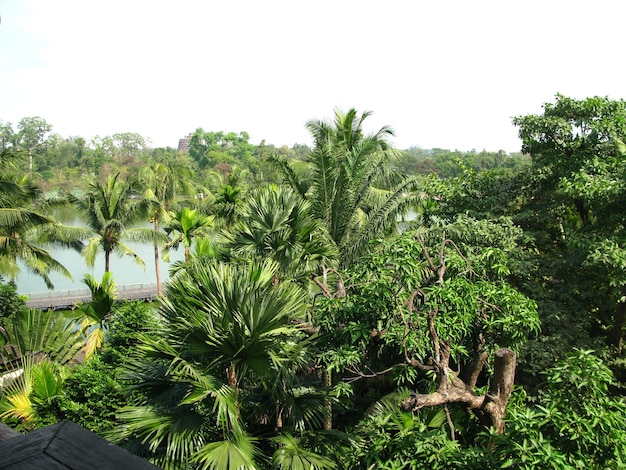 A vista no jardim Yangon Myanmar