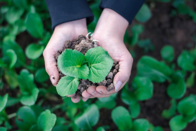 A vista superior da agricultora está carregando um vegetal na mão