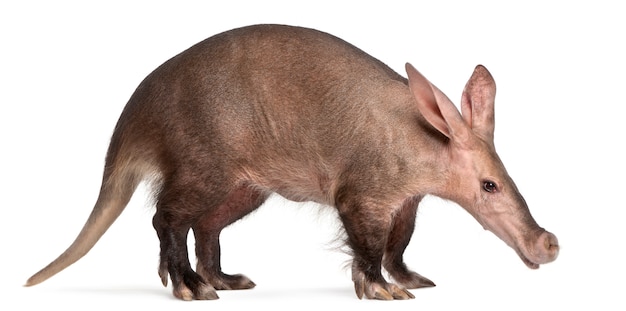 Aardvark, Orycteropus en blanco aislado