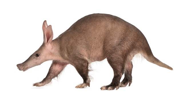 Foto aardvark, orycteropus en blanco aislado