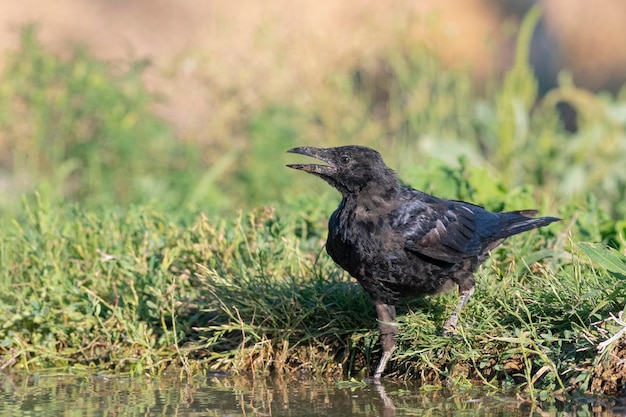 AAS-Krähe (Corvus Corone) Toledo, Spanien