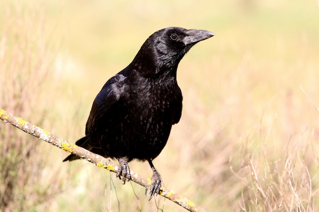 Aaskrähe mit den ersten Lichtern des Tages, Rabe, Krähe, Vogel, Corvus corone