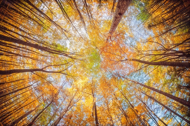 Ab in den Herbstwald