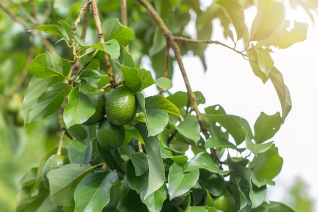 Abacate na planta ou abacate cru no produto fresco da árvore na exploração agrícola orgânica de Tailândia