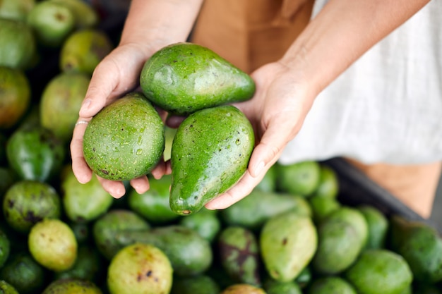 Abacate orgânico na mão no mercado Rural Tropical