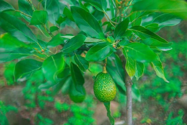 abacate palta fruta verde pendurada na árvore