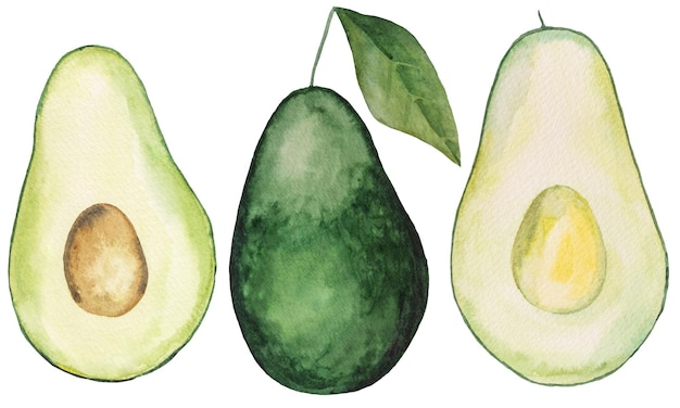 Abacate suculento verde aquarela. Inteiro e meio abacate, ilustração de frutas tropicais. Comida saudável, dieta ceto