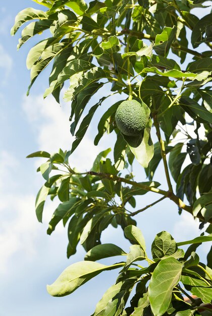 Abacate verde crescendo em uma árvore