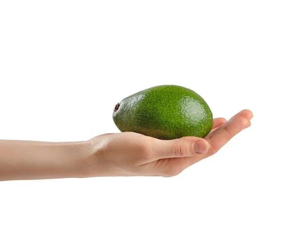 abacate verde na mão de uma mulher