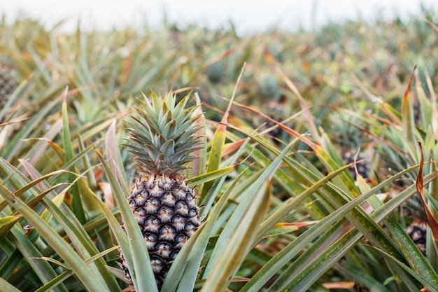 Abacaxi na exploração agrícola com céu.