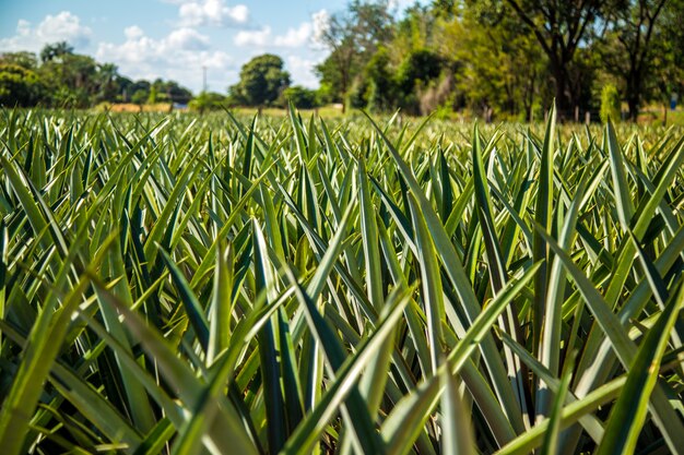 Abacaxi plantação de frutas exóticas