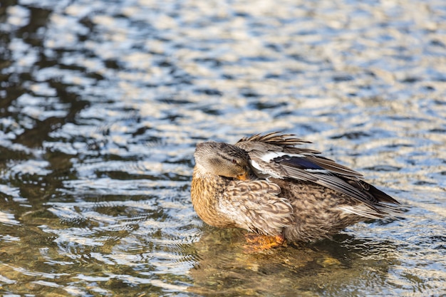 Abacot Ranger wäscht ihren Körper im Fluss