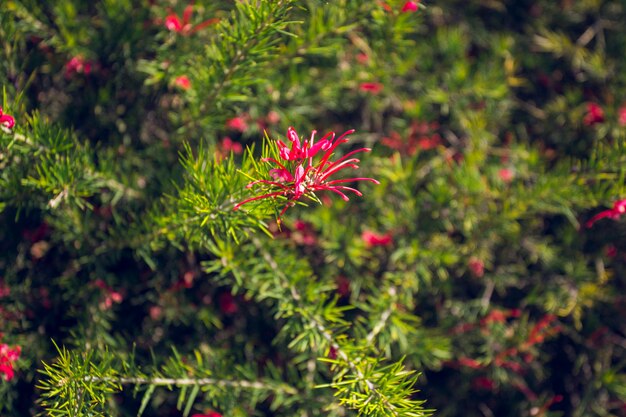 Abaixando o arbusto tropical no jardim botânico de Cap Roig