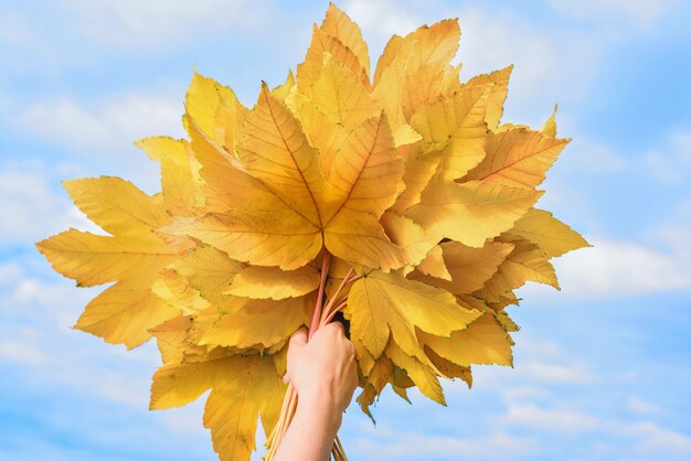 Abaixe o bouquet amarelo de folhas de bordo no céu azul