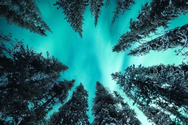 Abaixo da bela aurora boreal luzes do norte brilhando na floresta de pinheiros cobertos de neve no parque nacional à noite