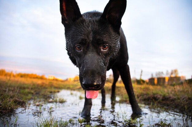 Desde abajo adulto perro Pastor negro húmedo mirando a la cámara con curiosidad mientras está de pie sobre el césped y bebiendo agua del charco contra el paisaje borroso del campo en la noche