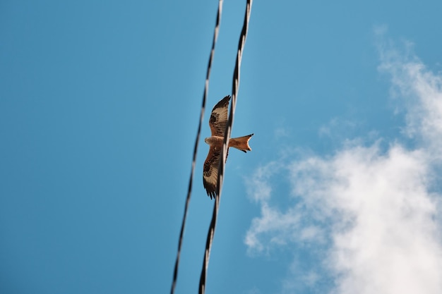 Desde abajo de la cometa roja capturada entre cables eléctricos que vuelan bajo un cielo azul nublado en un día soleado