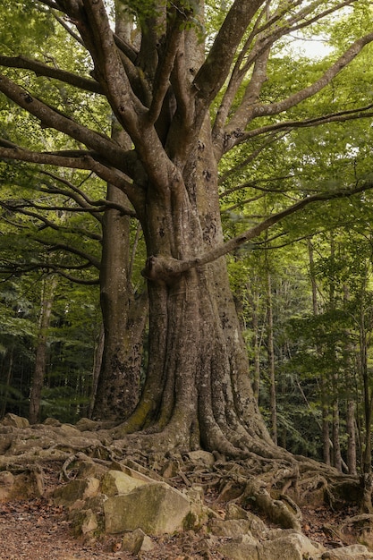 Desde abajo del paisaje de un bosque de árboles verdes con raíces en primavera