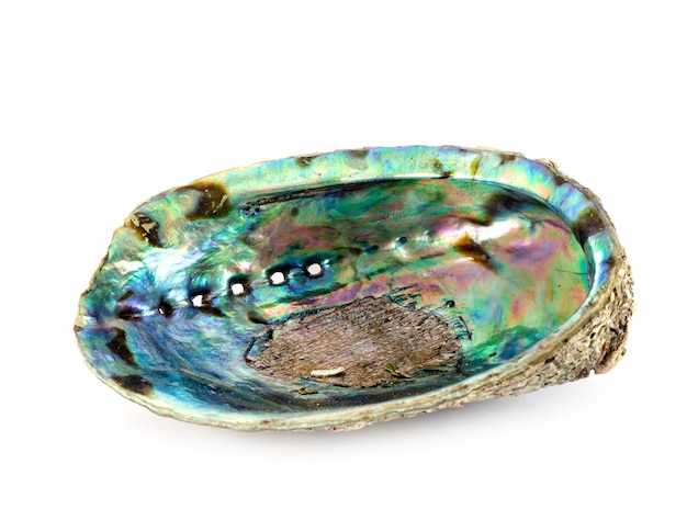 Abalone em estúdio