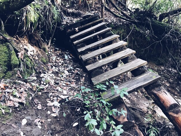 Abandonado en la naturaleza