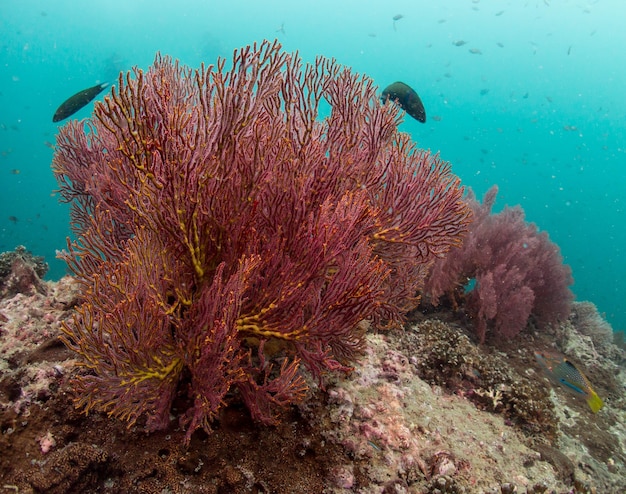 Foto abanico de mar en el océano