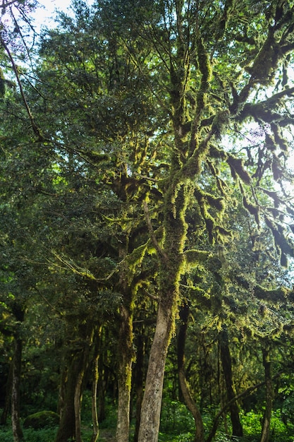 Abchasien, ein Wald in der Schlucht