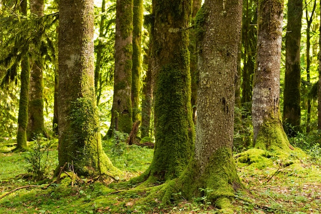 Abchasien, ein Wald in der Schlucht