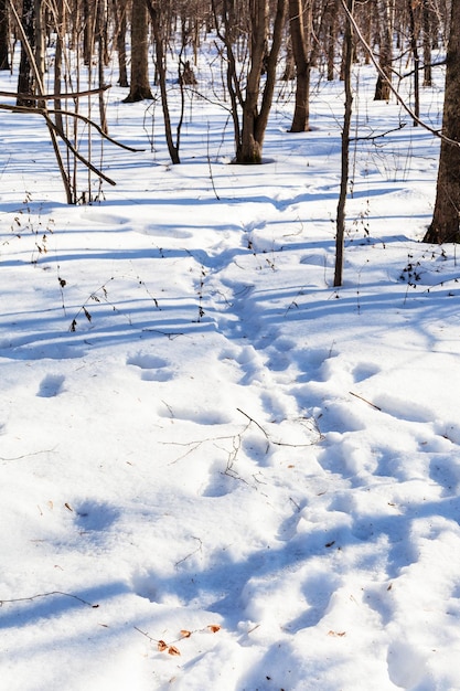 Abdruck im verschneiten Wald