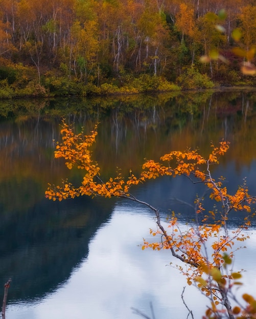 Abedul amarillo contra el fondo de un lago de montaña en otoño en las montañas