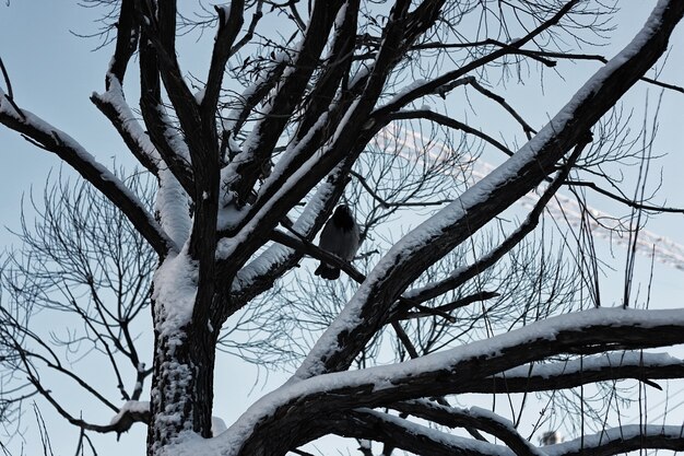 abedul árbol cielo de invierno desnudo