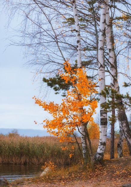 Abedul blanco con hojas de color amarillo brillante en el lago en otoño