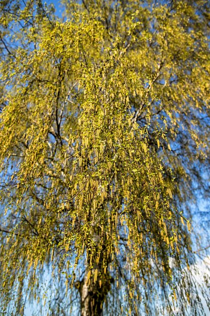 Abedul blanco con ramas colgantes y hojas jóvenes sobre fondo de cielo azul día soleado de primavera