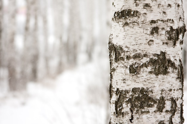 Abedul en bosque de invierno