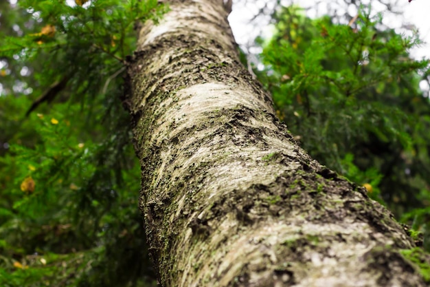 Abedul en el bosque