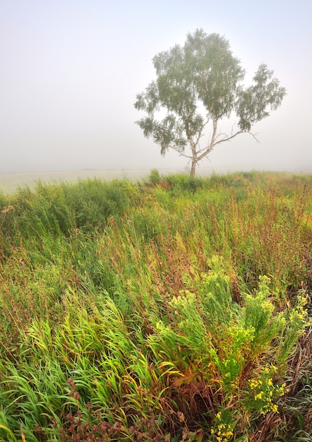 Abedul en el campo en la niebla