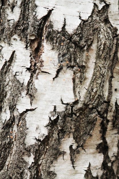 Abedul de corteza de tronco de árbol de diseño de textura de fondo