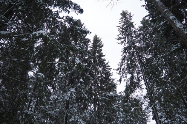 Foto el abedul es un árbol de coníferas de hoja perenne de la familia de los pináceos.